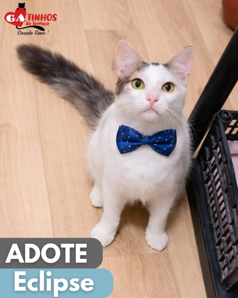 Eclipse, gato de porte pequeno para adoção em Rio de Janeiro - RJ
