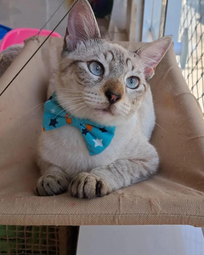 Tom, gato de porte pequeno para adoção em Rio de Janeiro - RJ