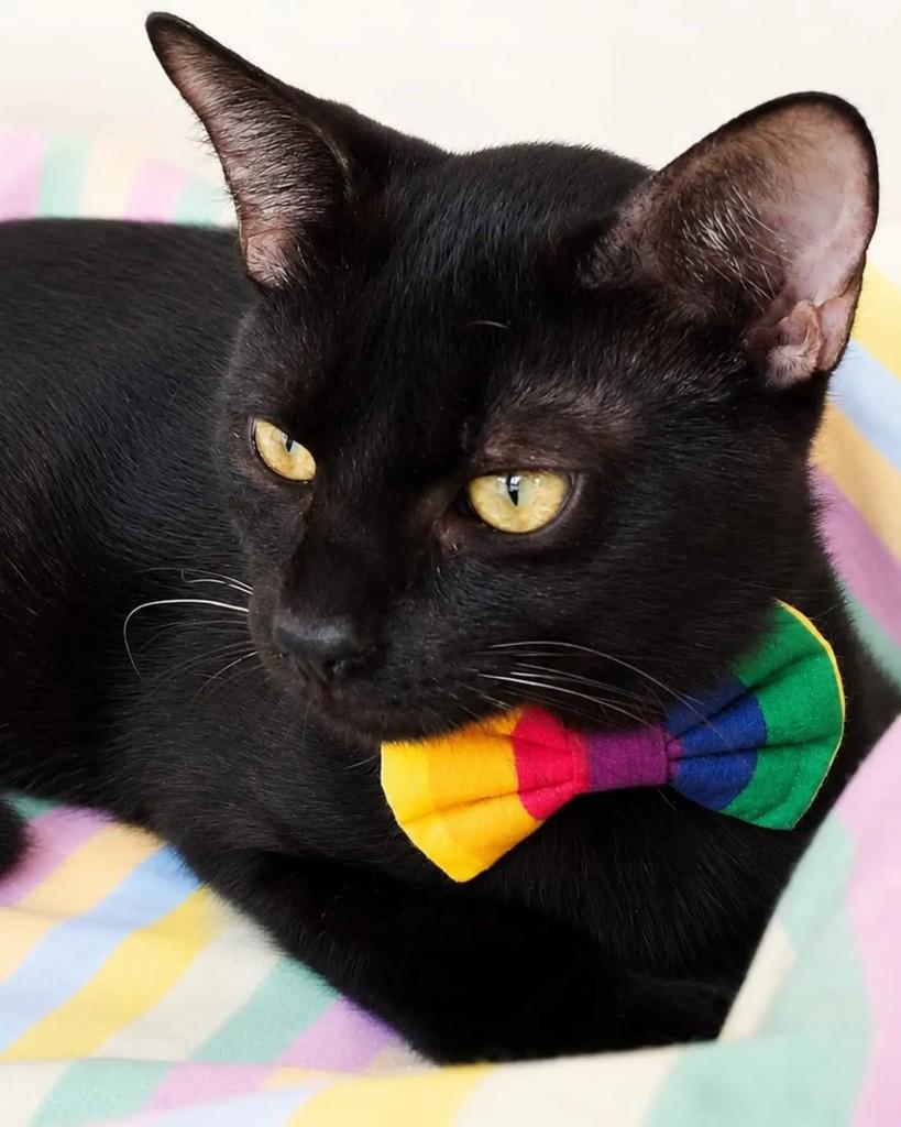 BBzinho, gato de porte pequeno para adoção em Rio de Janeiro - RJ