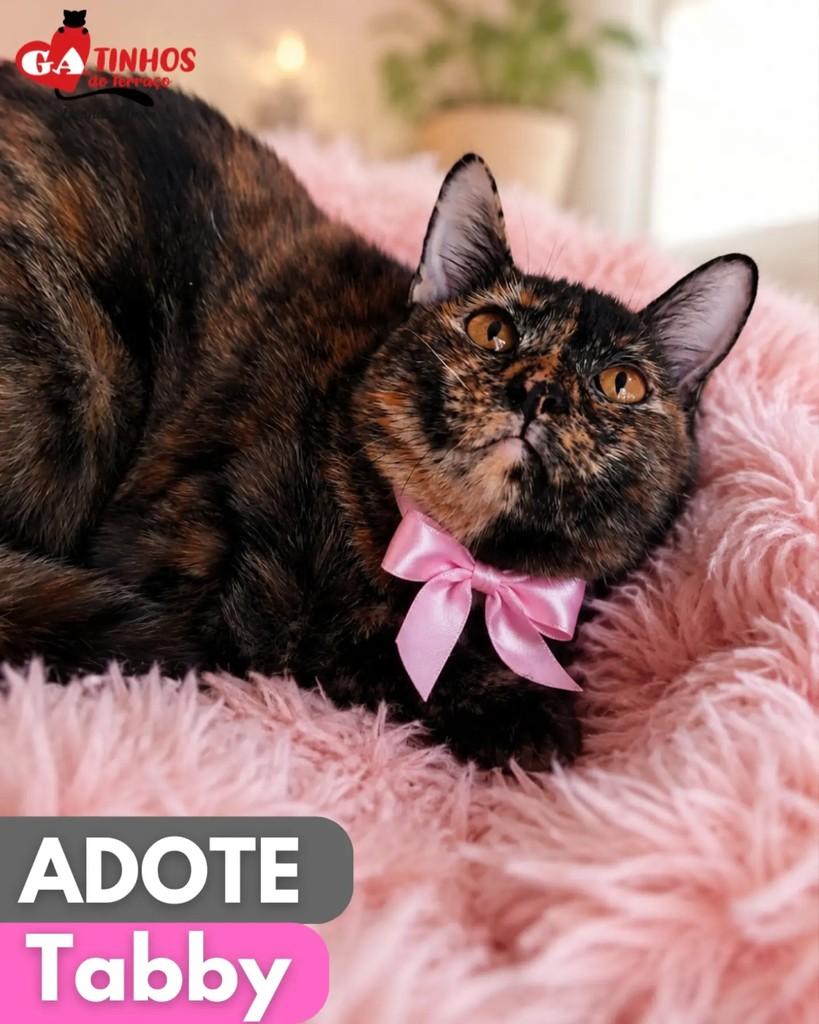 Tabby, gata para adoção em Rio de Janeiro - RJ