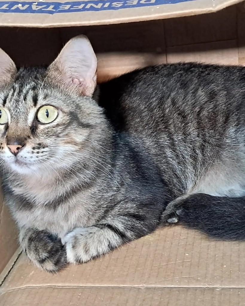 Chocolícia, gata para adoção em Rio de Janeiro - RJ