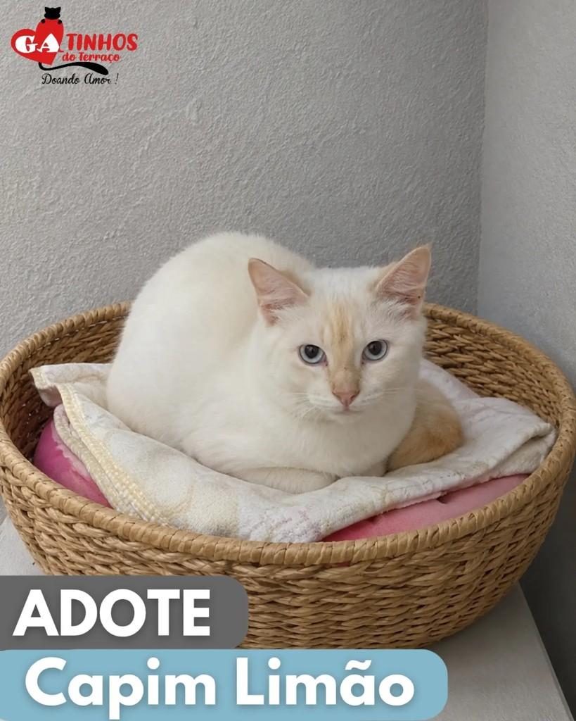 Capim Limão, gata para adoção em Rio de Janeiro - RJ