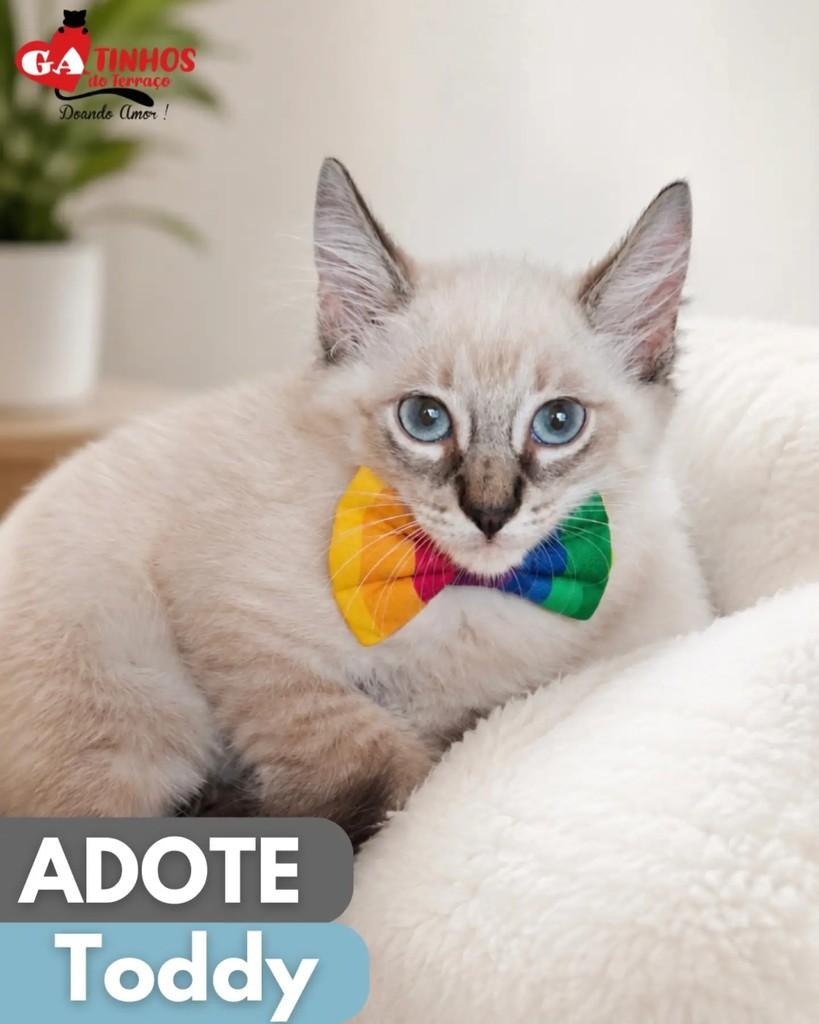 Toddy, gato de porte pequeno para adoção em Rio de Janeiro - RJ