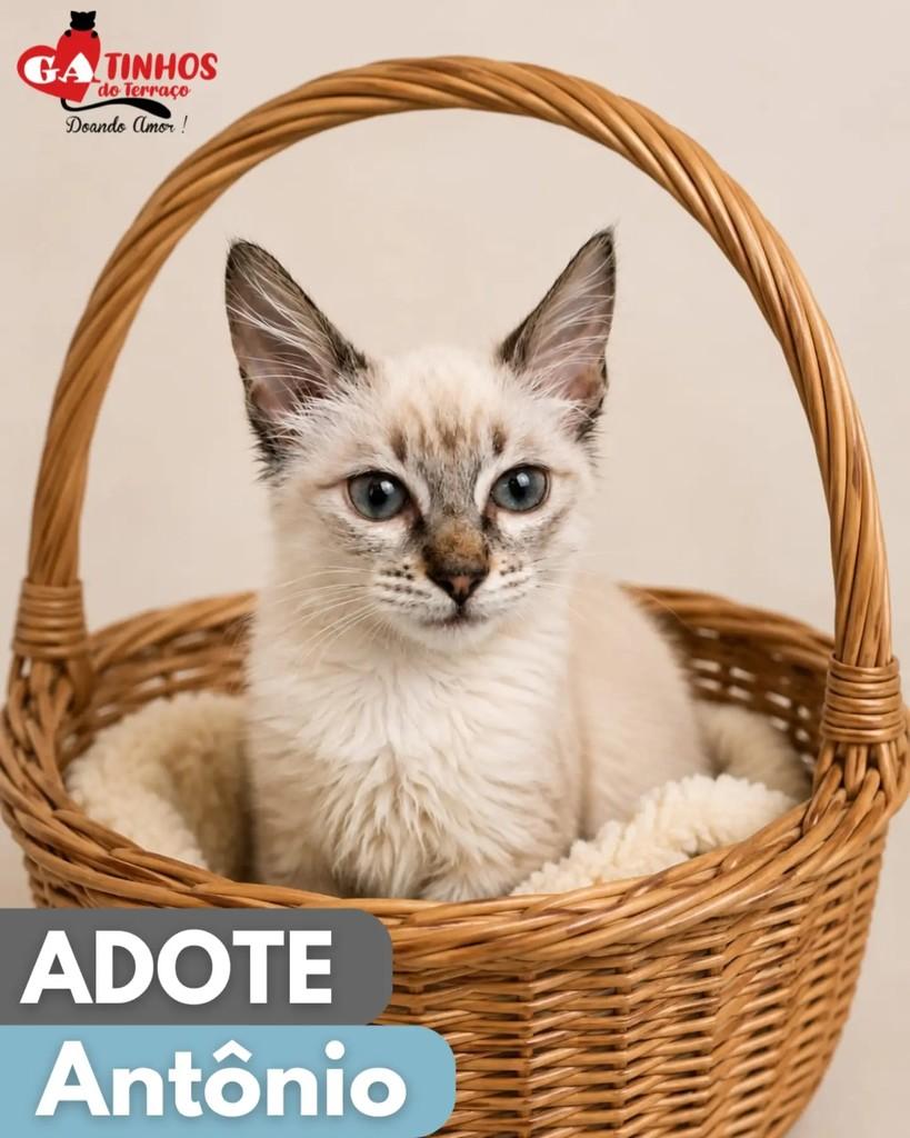 Antônio, gato de porte pequeno para adoção em Rio de Janeiro - RJ