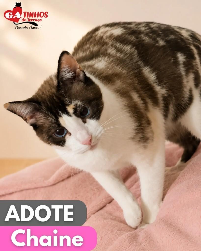 Chaine, gata para adoção em Rio de Janeiro - RJ