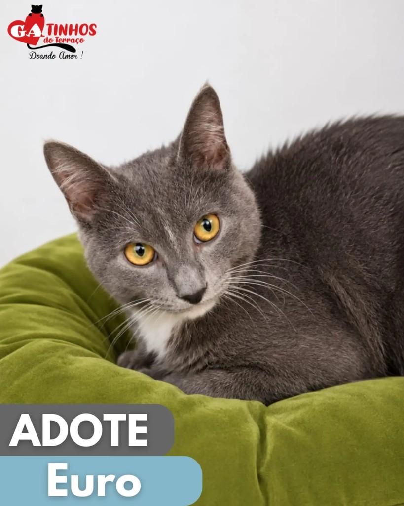 Euro, gato de porte pequeno para adoção em Rio de Janeiro - RJ