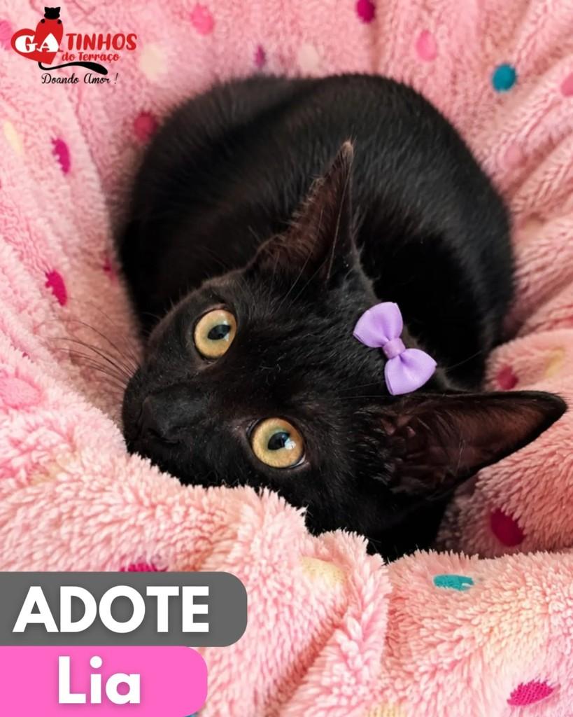 Princesinha, gato de porte pequeno para adoção em Rio de Janeiro - RJ