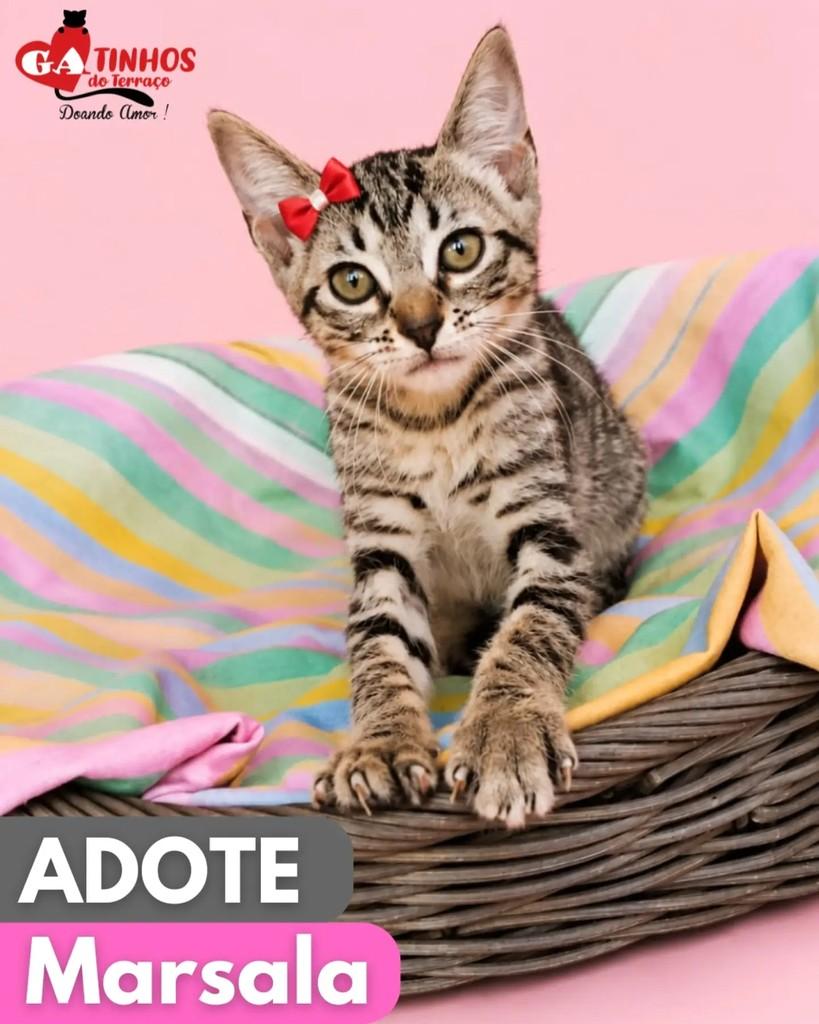 Marsala, gato de porte pequeno para adoção em Rio de Janeiro - RJ