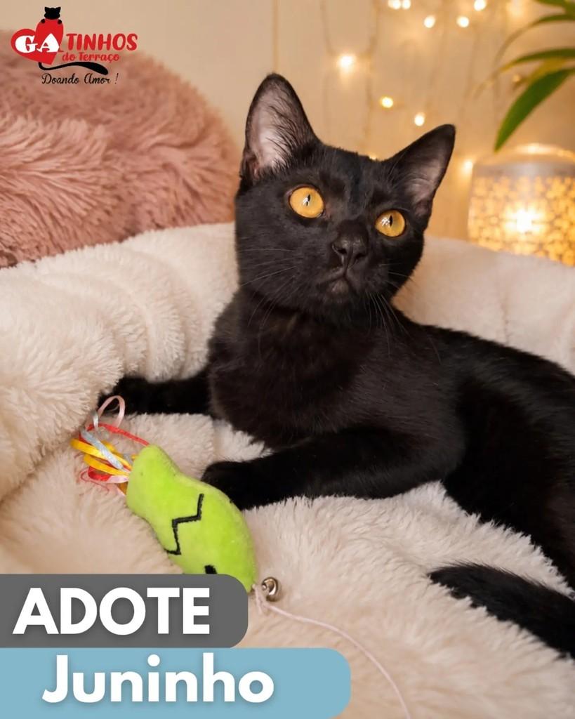Juninho, gato para adoção em Rio de Janeiro - RJ