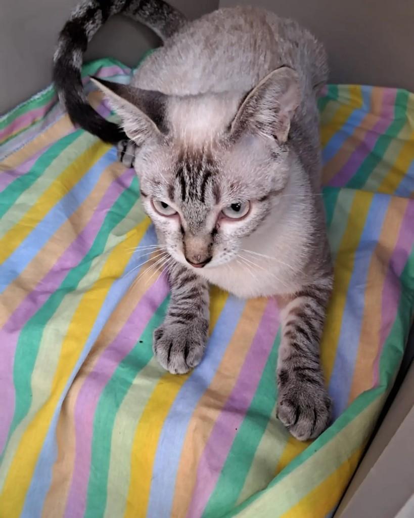Athena, gata de porte médio para adoção em Rio de Janeiro - RJ