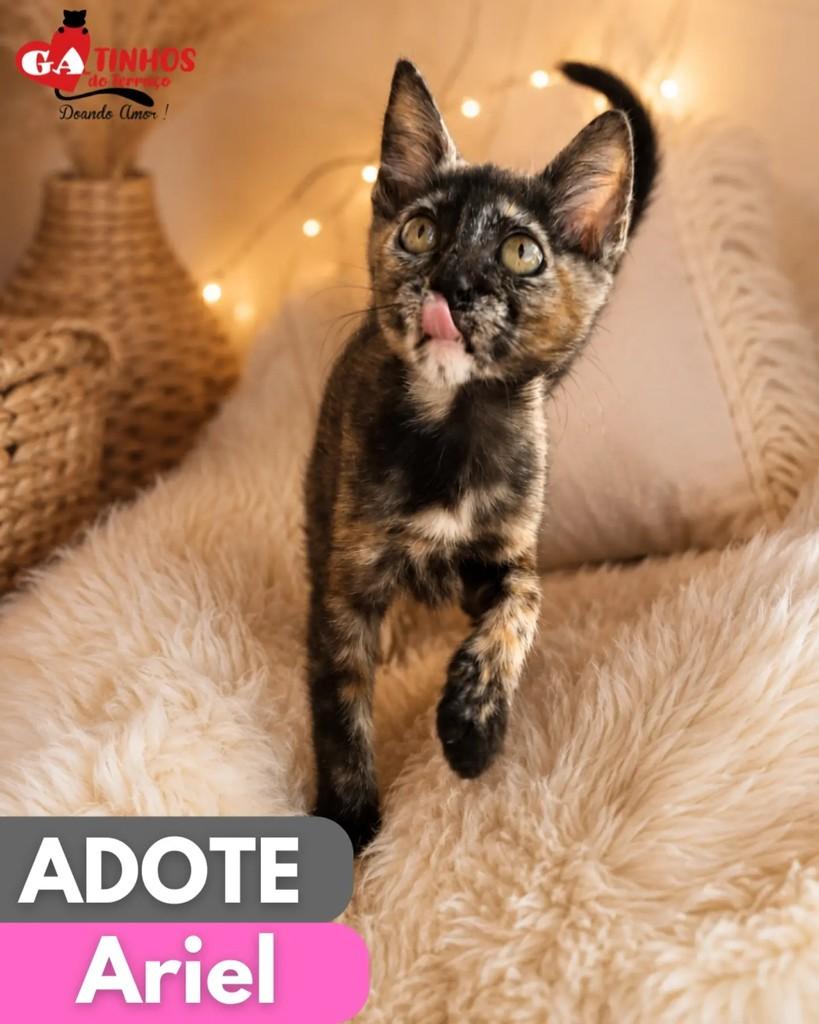 Ariel, gato de porte pequeno para adoção em Rio de Janeiro - RJ