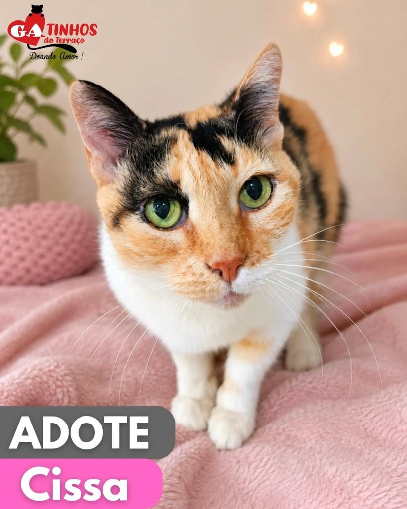 Cissa, gata de porte pequeno para adoção em Rio de Janeiro - RJ