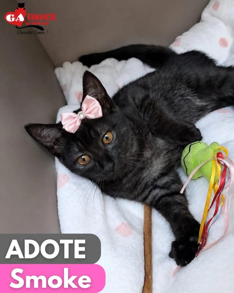 Smoke, gato para adoção em Rio de Janeiro - RJ