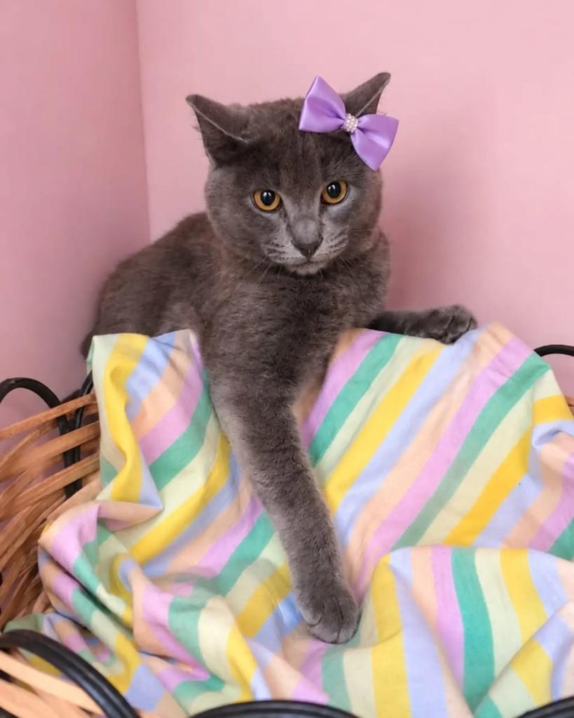 Nuvem, gata de porte pequeno para adoção em Rio de Janeiro - RJ