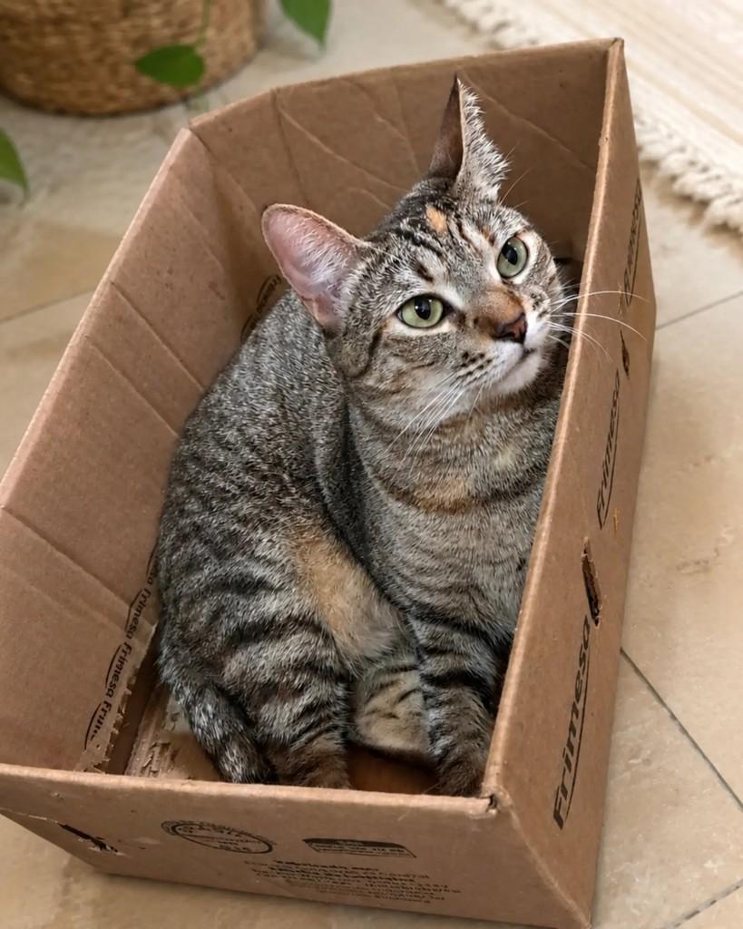 Dinah, gata de porte pequeno para adoção em Rio de Janeiro - RJ