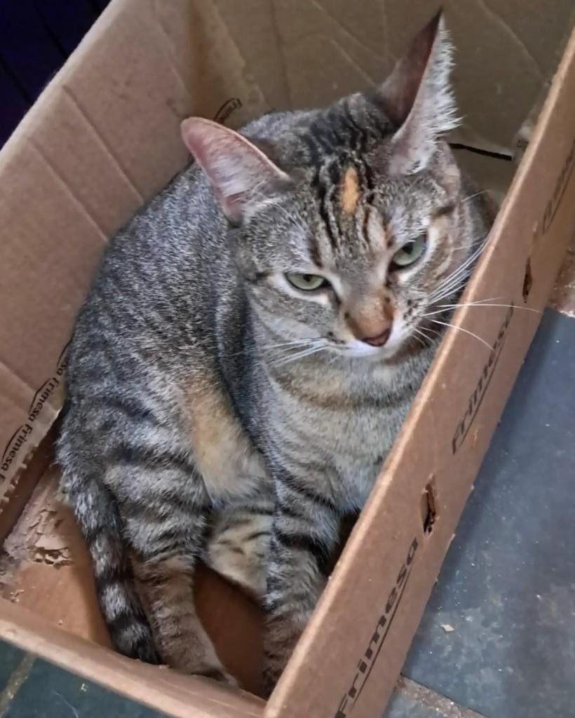 Dinah, gata de porte pequeno para adoção em Rio de Janeiro - RJ — foto 2 de 11