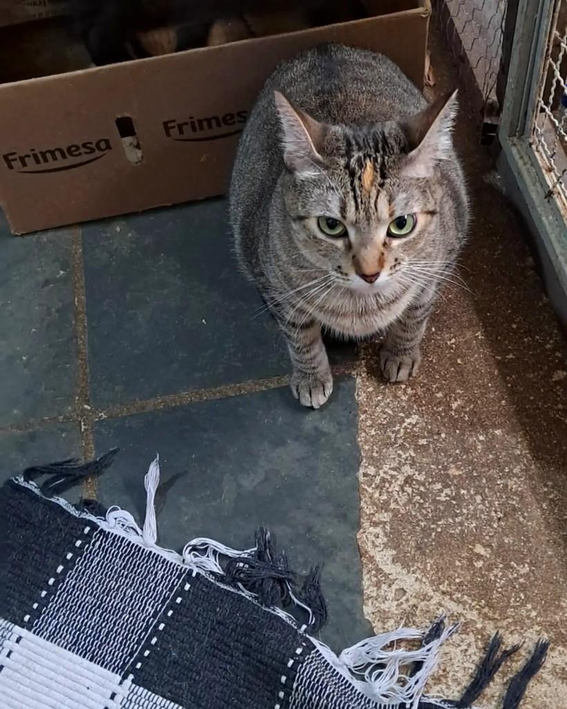 Dinah, gata de porte pequeno para adoção em Rio de Janeiro - RJ — foto 3 de 11