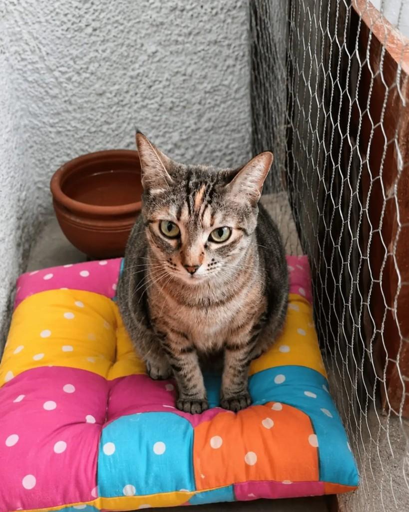 Dinah, gata de porte pequeno para adoção em Rio de Janeiro - RJ — foto 4 de 11