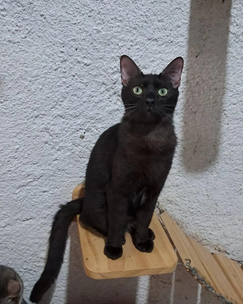 Açaí, gato de porte pequeno para adoção em Rio de Janeiro - RJ