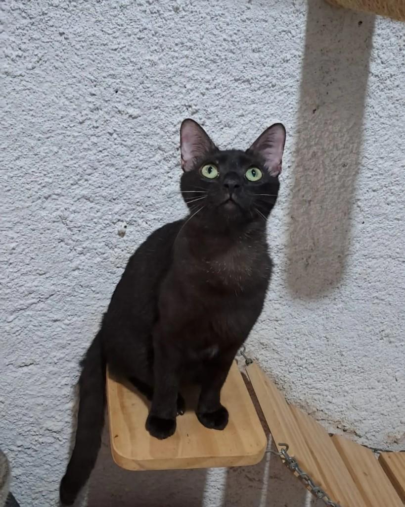 Açaí, gato de porte pequeno para adoção em Rio de Janeiro - RJ — foto 2 de 7
