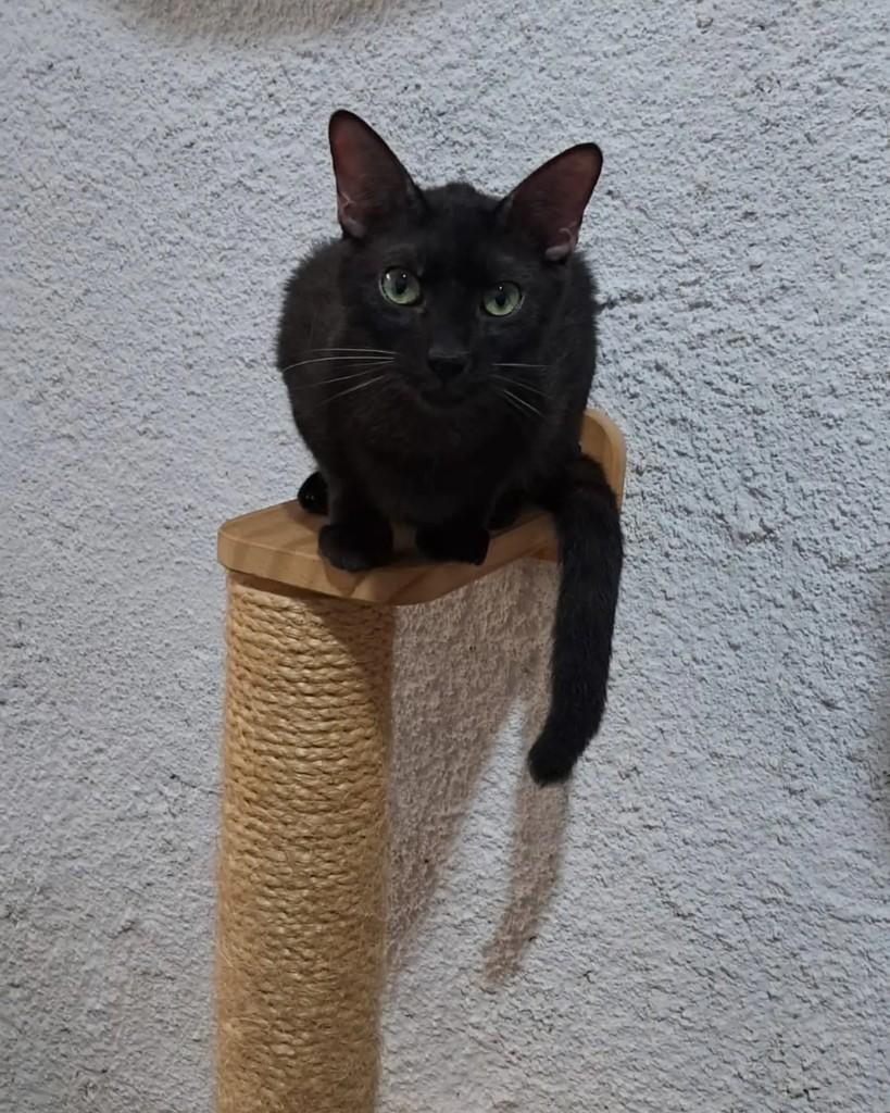 Açaí, gato de porte pequeno para adoção em Rio de Janeiro - RJ — foto 3 de 7