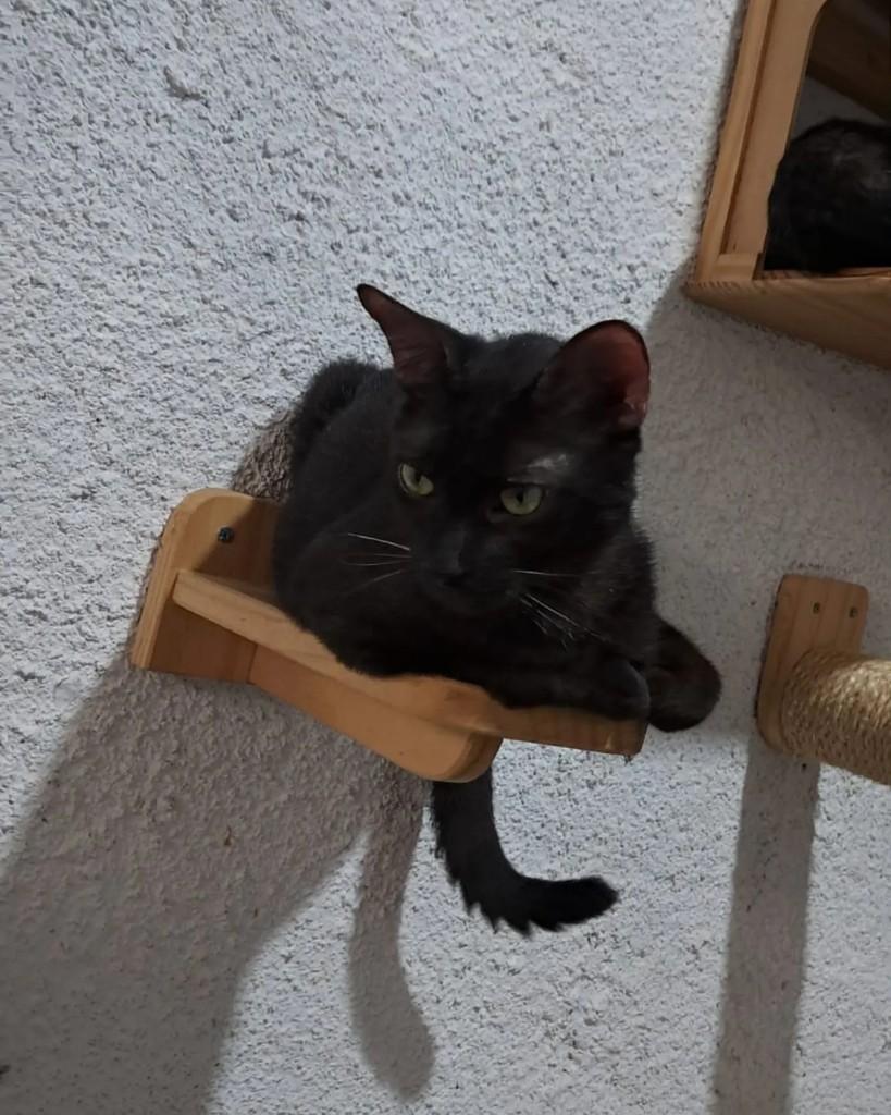 Açaí, gato de porte pequeno para adoção em Rio de Janeiro - RJ — foto 4 de 7