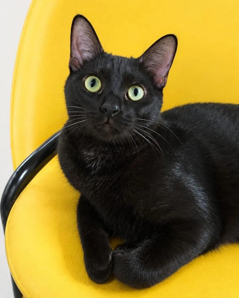 Açaí, gato de porte pequeno para adoção em Rio de Janeiro - RJ — foto 5 de 7