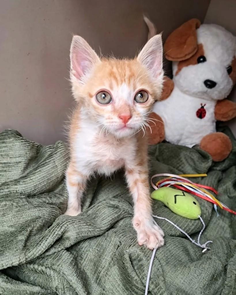 Fufi, gato de porte pequeno para adoção em Rio de Janeiro - RJ