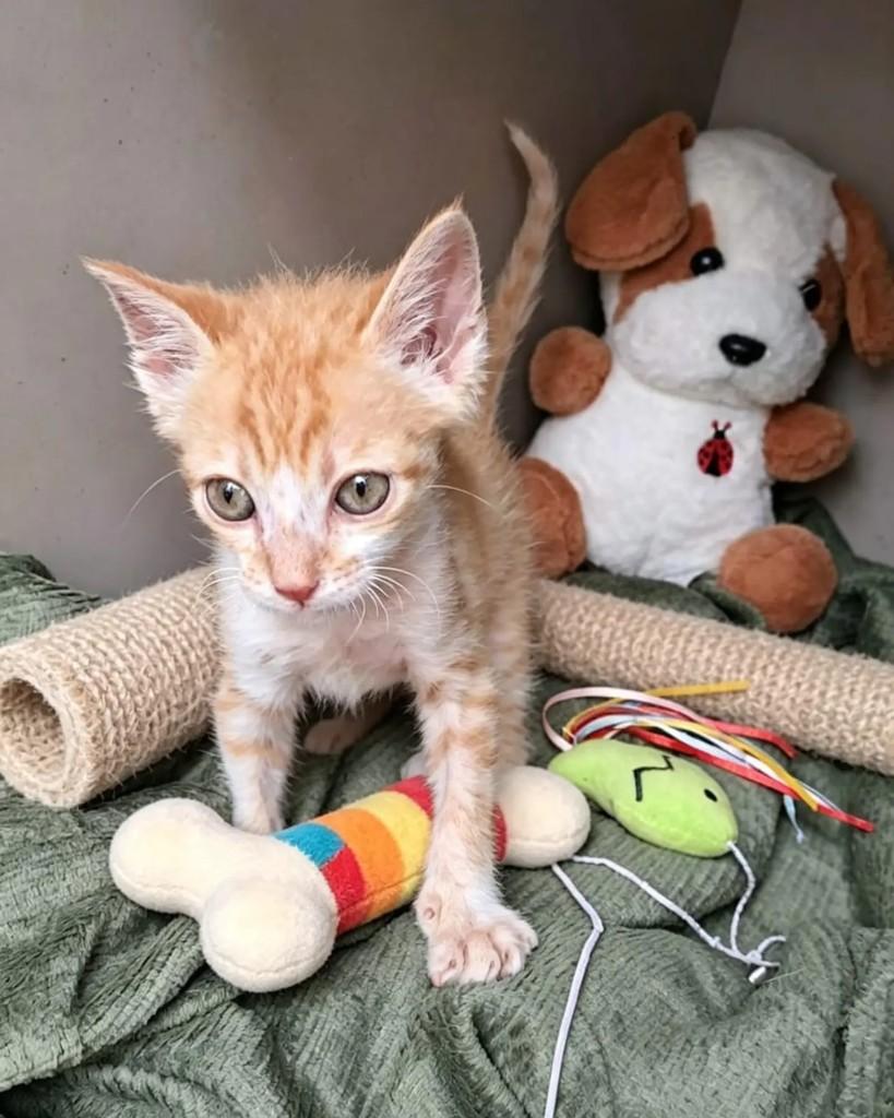 Fufi, gato de porte pequeno para adoção em Rio de Janeiro - RJ — foto 2 de 6