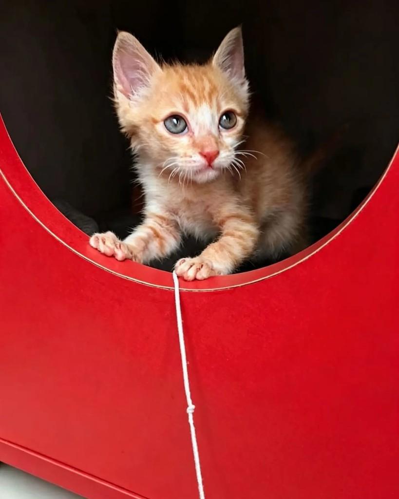 Fufi, gato de porte pequeno para adoção em Rio de Janeiro - RJ — foto 3 de 6