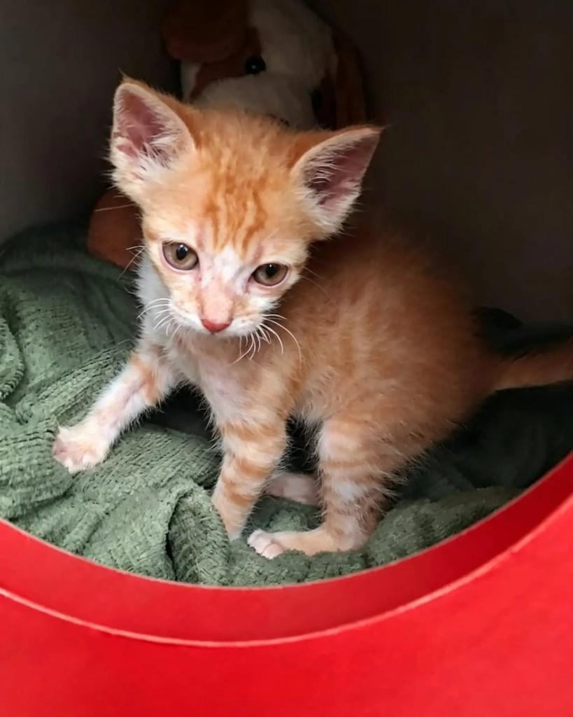 Fufi, gato de porte pequeno para adoção em Rio de Janeiro - RJ — foto 4 de 6