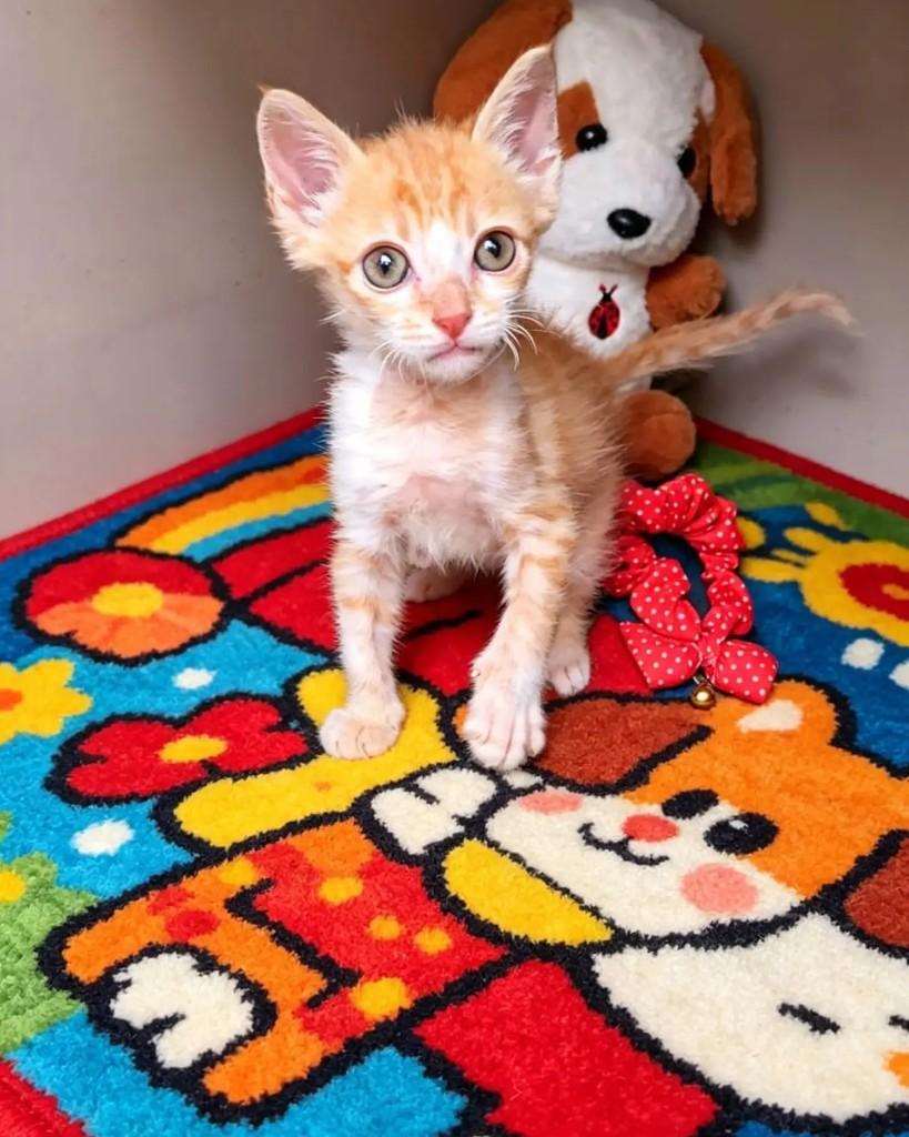 Fufi, gato de porte pequeno para adoção em Rio de Janeiro - RJ — foto 5 de 6
