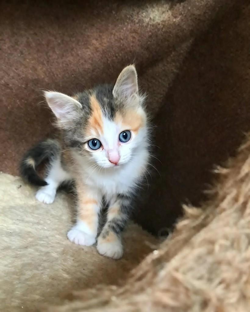 Helena, gata de porte pequeno para adoção em Rio de Janeiro - RJ