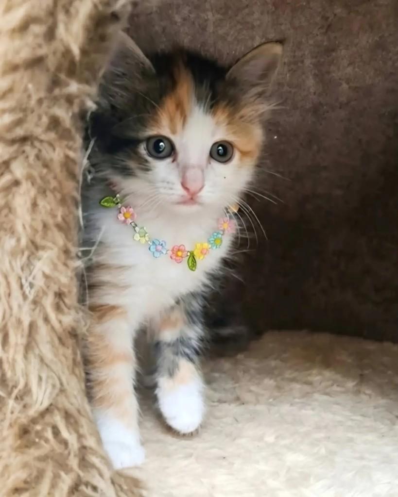 Helena, gata de porte pequeno para adoção em Rio de Janeiro - RJ — foto 3 de 7