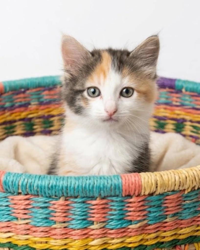 Helena, gata de porte pequeno para adoção em Rio de Janeiro - RJ — foto 4 de 7