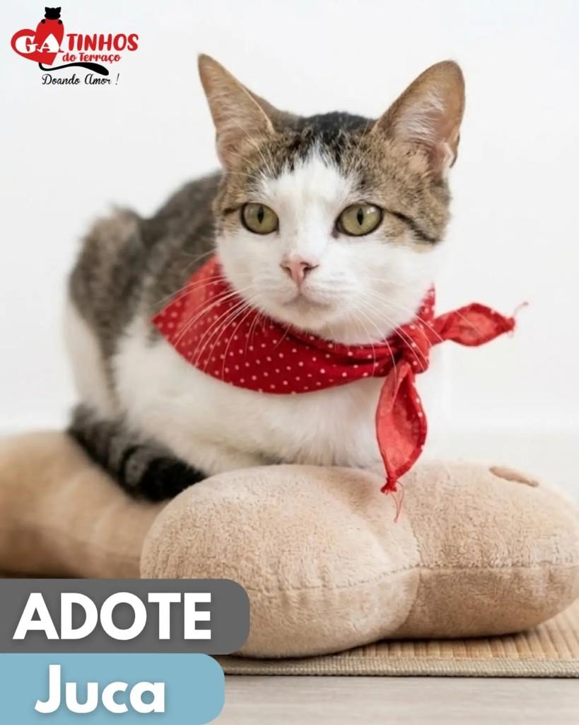Juca, gato de porte pequeno para adoção em Rio de Janeiro - RJ