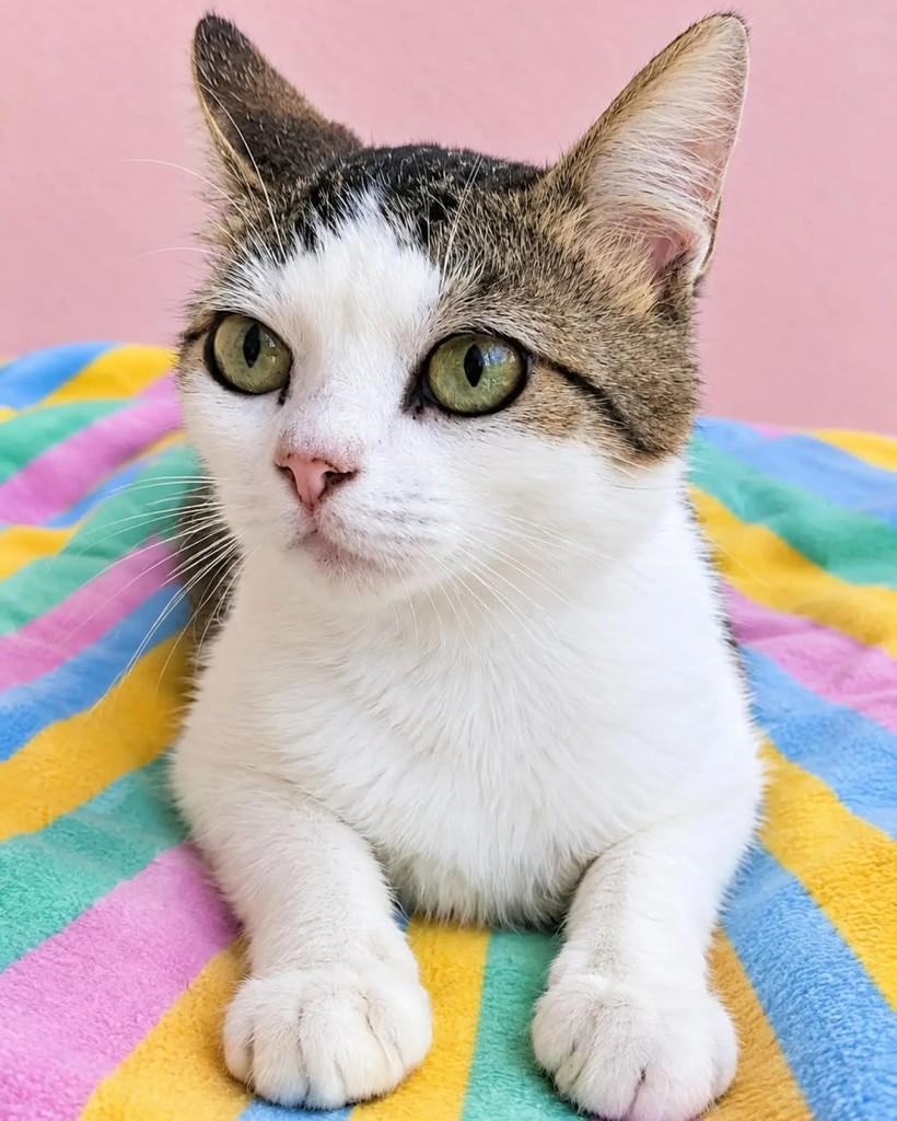 Juca, gato de porte pequeno para adoção em Rio de Janeiro - RJ — foto 2 de 6