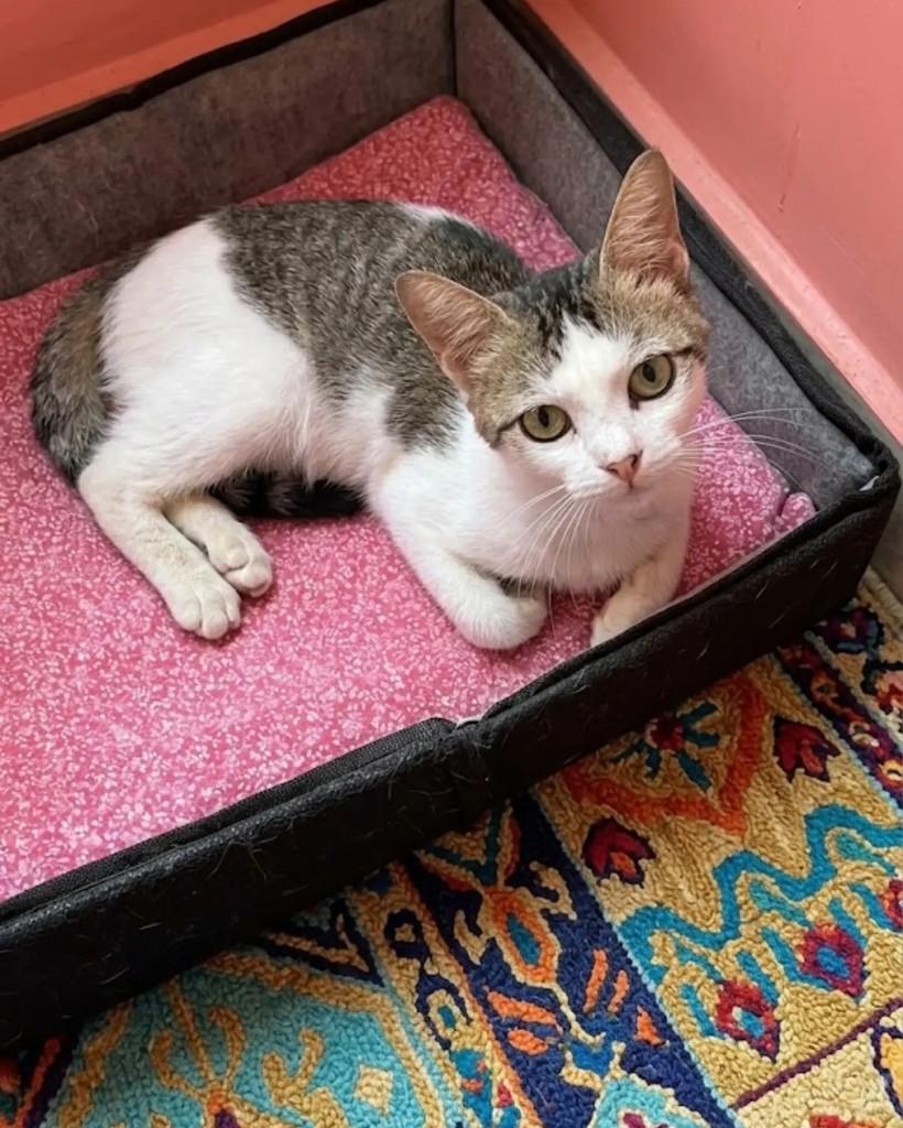 Juca, gato de porte pequeno para adoção em Rio de Janeiro - RJ — foto 5 de 6