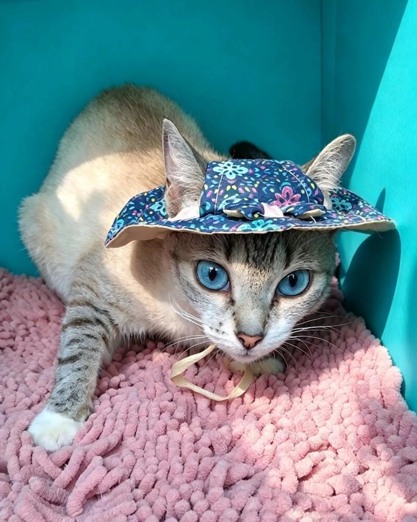 Jelly, gata de porte pequeno para adoção no Rio de Janeiro - RJ — foto 2 de 5