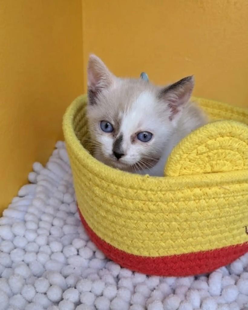 Jujubinha, gata de porte pequeno para adoção no Rio de Janeiro - RJ — foto 4 de 7