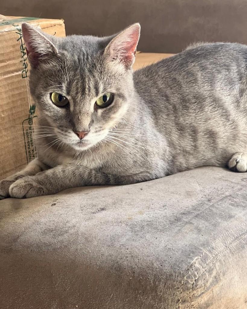 Jade, gato de porte médio para adoção em Ijuí - RS