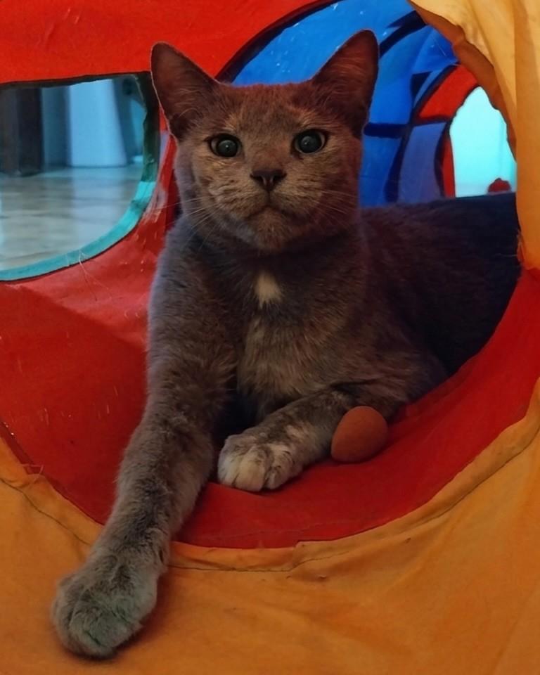 Celeste, gata para adoção em Ijuí - RS