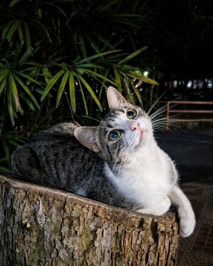 Lina, gata de porte médio para adoção em Ijuí - RS