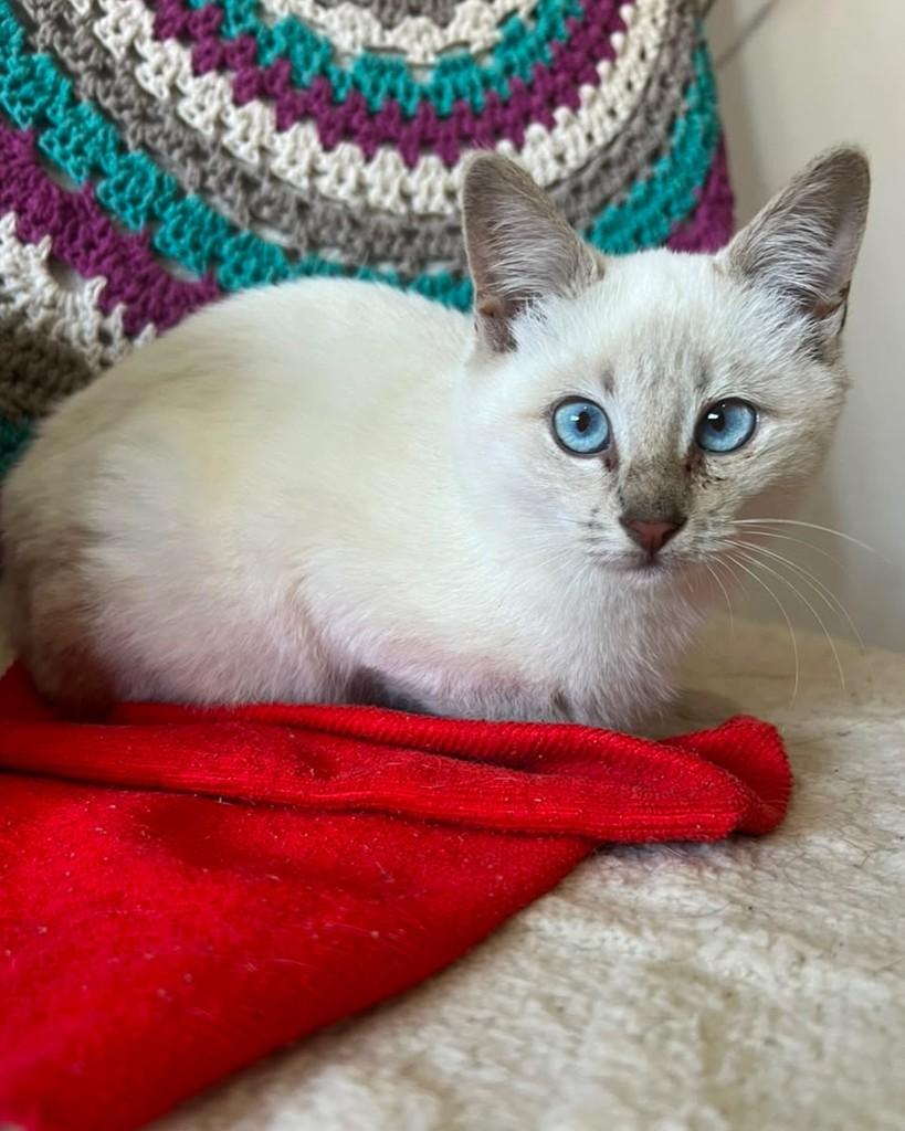 Luke, gato de porte pequeno para adoção em Ijuí - RS