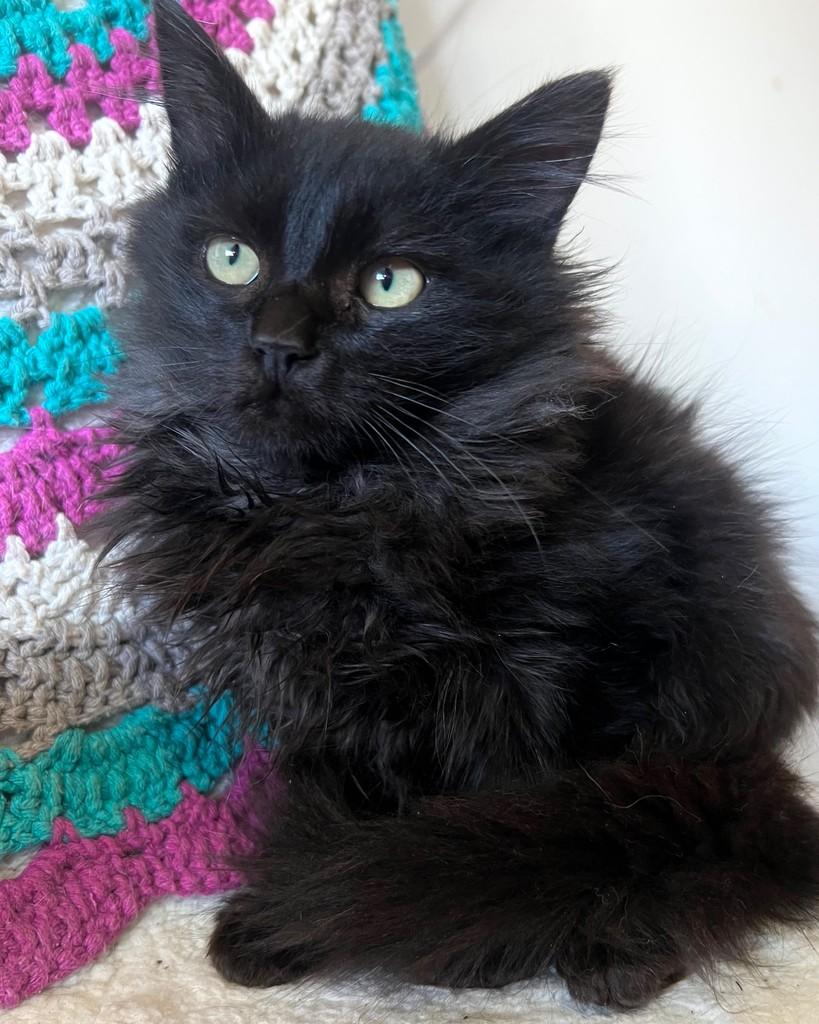 Darth, gato de porte pequeno para adoção em Ijuí - RS