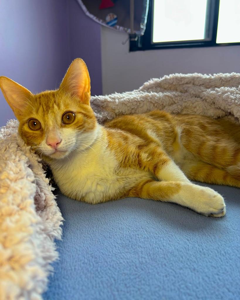 Fubá, gato de porte pequeno para adoção em Ijuí - RS