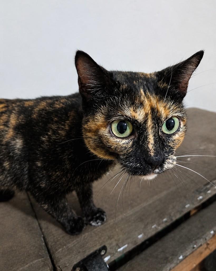 Lorelai, gata de porte pequeno para adoção em Ijuí - RS