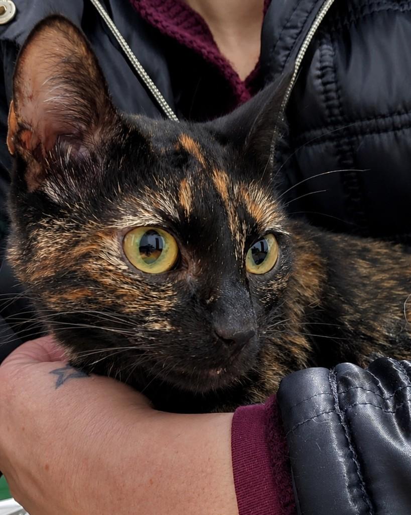 Rory, gata para adoção em Ijuí - RS