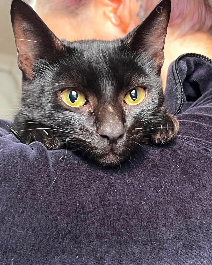 Castiel, gato para adoção em Ijuí - RS