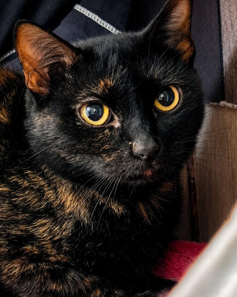 Dalila, gata de porte pequeno para adoção em Ijuí - RS